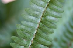 Nephrolepis biserrata